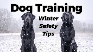 Dog Training: Winter Safety Tips by Alpha Dog Nutrition 272 views 5 months ago 7 minutes, 30 seconds