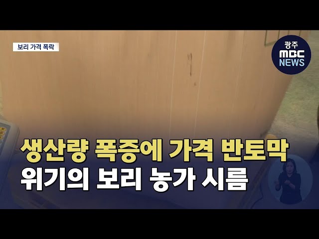 생산량 폭증에 가격 반토막… 위기의 보리 (뉴스데스크 2026.6.20 광주MBC)