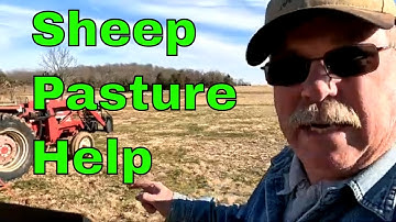 Utilizing manure on the sheep pasture.