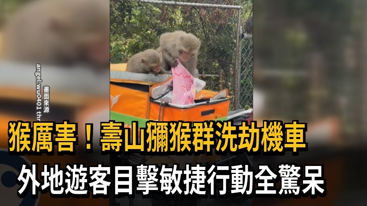 猴厲害！  壽山獼猴大軍洗劫機車  遊客目擊全驚呆－民視新聞