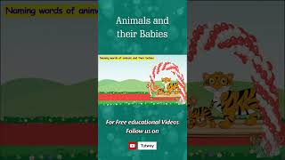Naming Words Of Animals And Their Babies  Animals And Their Young Ones  Animals Babies shorts