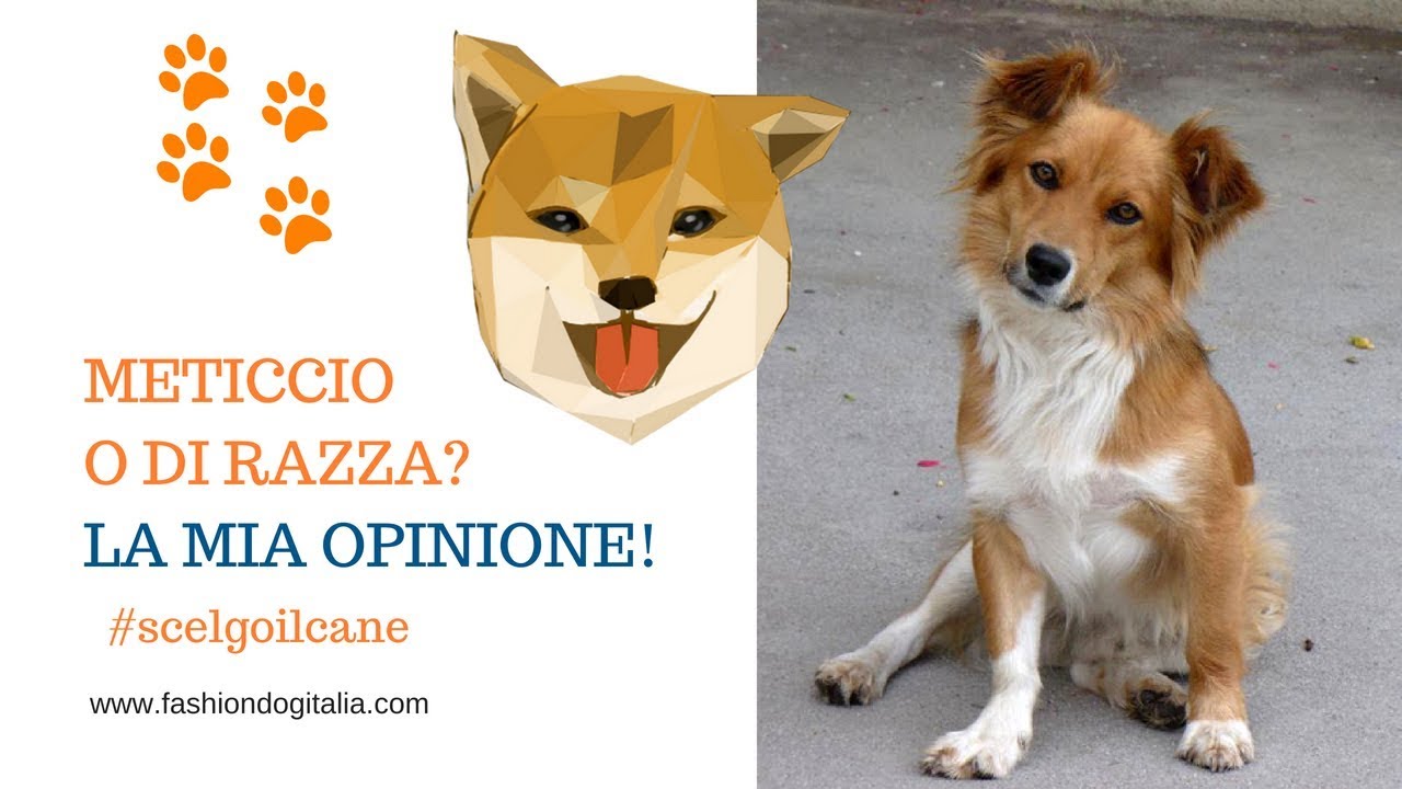 Cani Meticci O Di Razza La Mia Opinione Youtube