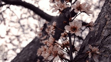 قراءة لسورة (الفاتحة) بصوت القارئ/ أبي عبد الله عمرو بن علي الضالعي