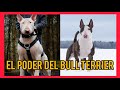 El poderoso Bull Terrier Ingles