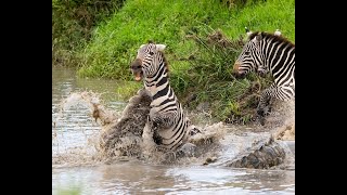 No zebras were killed in the making of this movie, but by god that croc sure tried!