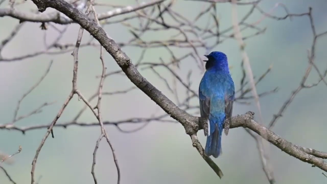 オオルリさんさえずり😉