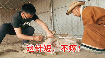 狼王老郑 养狼人给狼治病 Raising Werewolves To Treat Wolves Youtube