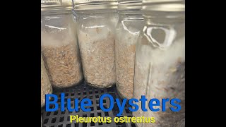 Blue Oyster Mushroom Grain Spawn - Time Lapse - 2 Weeks - Grow At Home