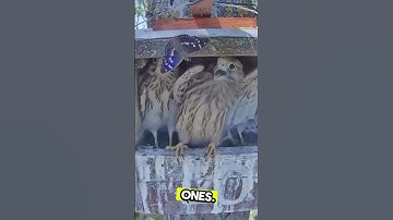 Tiny Butterfly TERRIFIES Baby Hawks 🦋🦅 #nature #react #viral #naturelovers #wildlife