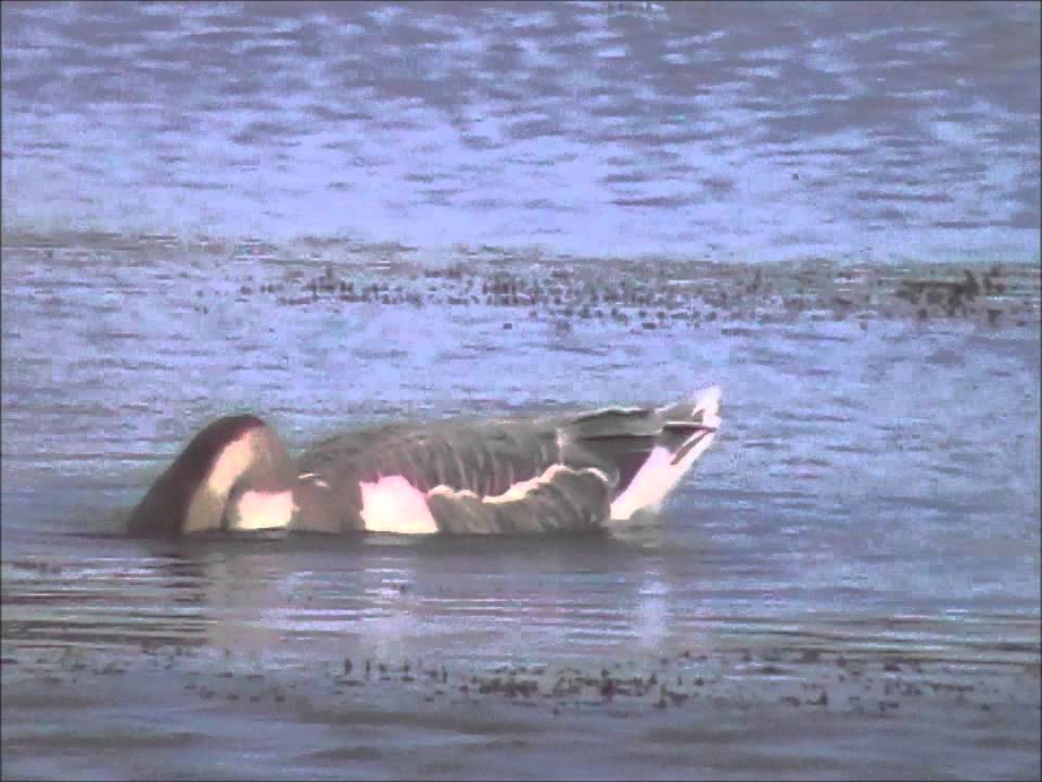 Whooper X Mute Swan Hybrid, Waterford 2011 YouTube