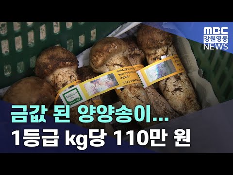 금값 된 양양송이 1등급 Kg당 110만 20230911 