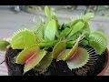 Venus trapamoscas - Dionaea muscipula