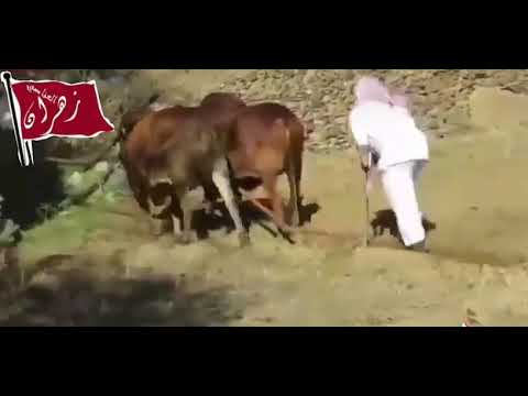 حرث الارض زمان بالثيران