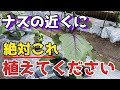 【なす】の横に植えるだけでメリットいっぱいの野菜を紹介します【無農薬】