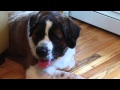 Dog Obedience Group, Wallkill, NY 845-430-1764 Dog Obedience Group, Wallkill, NY 845-430-1764
