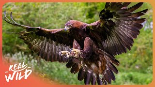 The Incredible Wildlife Living Along Spain's Longest River
