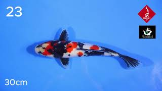 Keeping Contest Showa Sanshoku Kibi Nishikigoi No 23 30Cm