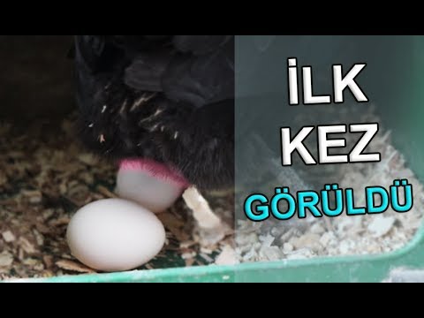 Tavuğun Yumurtlama Anı İlk kez Görüntülendi !! (Süs Tavuğu)