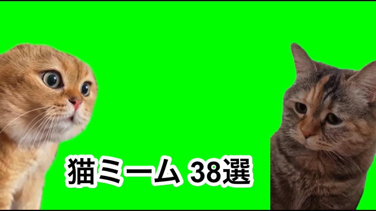 猫ミーム38選【素材】 - YouTube