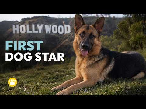Rin Tin Tin: The Real Story Behind Hollywood's First Dog Star