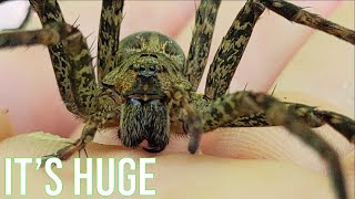 Are Fishing Spiders Dangerous? GIANT Fishing Spider Encounter!