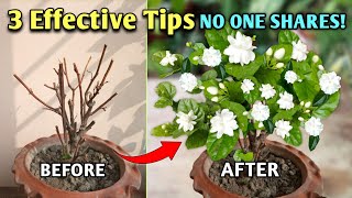 3 MOST EFFECTIVE Tips To Get MAXIMUM Flowers in Arabian Jasmine Plant