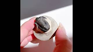 三葉虫 化石 | その他 | Crystals by Purely