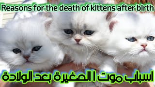 اسباب موت القطط الصغيرة بعد الولادة/ Reasons for the death of kittens after birth