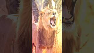Lion Roaring in the jungle # wild life scene #environments lover's#wild animal sounds #viral#shorts#