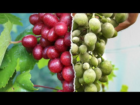 Как поддерживать здоровый виноградник?