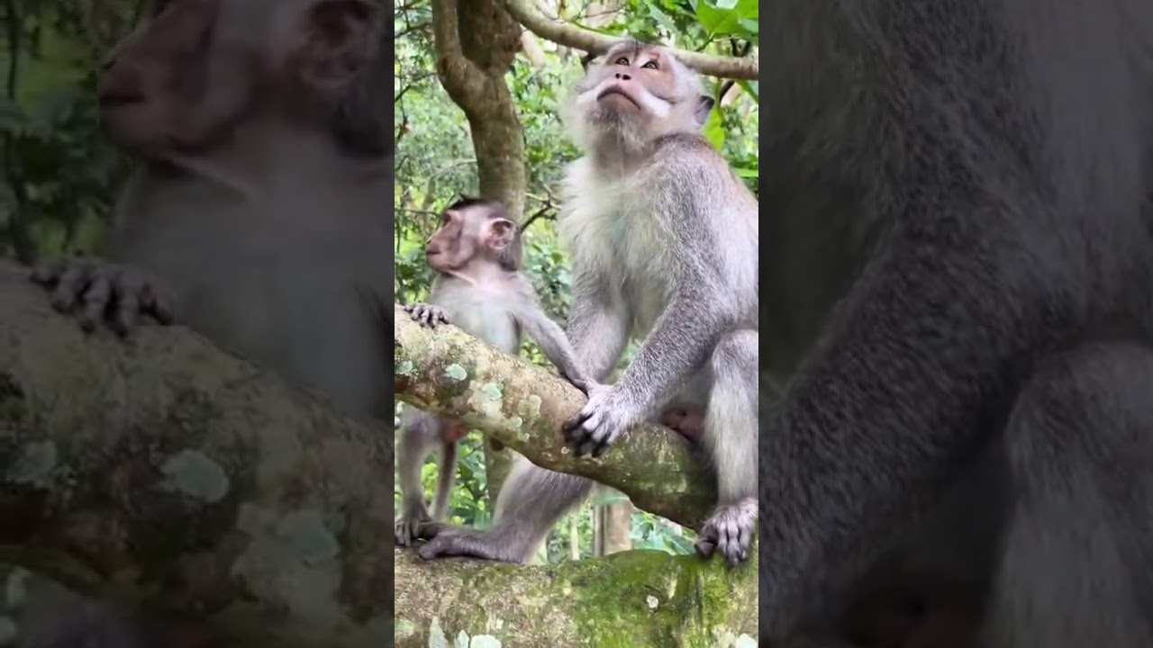 A Wonderful day Day in the Sacred Monkey Forest Udbud Bali Indonesia 👍