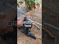 Angry Angry#shortvideo #comedy #bangladesh