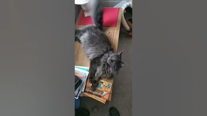 Video 5033361: blue maine coon