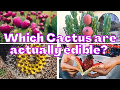 Video: Can You Eat A Cactus: Information About Edible Cactus Plants