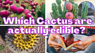 Which Cactus Are Actually Edible? Succulents You Can Eat