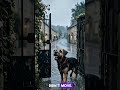 He Waited Every Day… But No One Came Back 🐶💔
