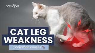 Sudden Leg Weakness in Cats – What You Need to Know