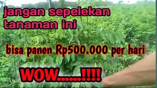 tanam daun katu bisa panen per hari 500 rb, luar biasa