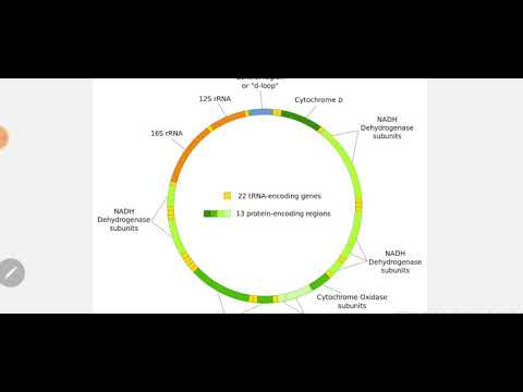 Video: Apakah DNA mitokondria sama dengan DNA inti?