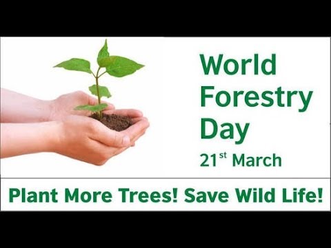 World Forest Day 21 March Youtube