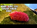 Apple Snail Eggs Are So Fascinating