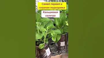Самая 1я подкормка петунии, эустомы, калибрахоа