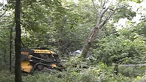 Knockin Down the Trees