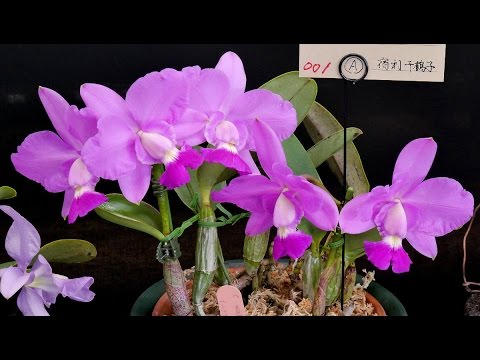 Orchid