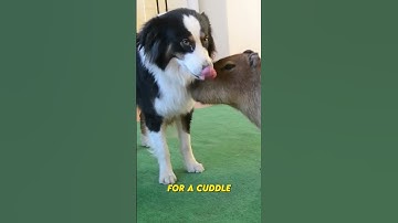 Capybaras: the friends we all need 🥺💖   #capybara #animals #funny #funnyanimals #trendingshorts