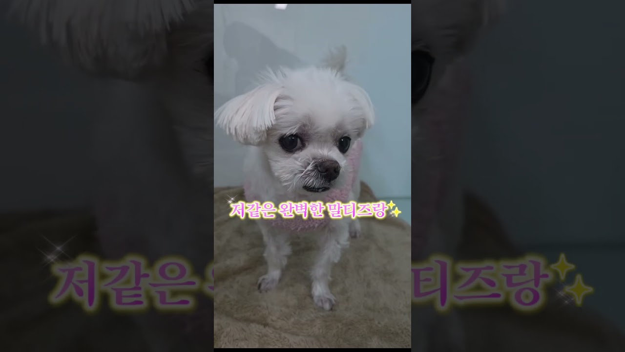 두쫀코 드디어 영접했어요!