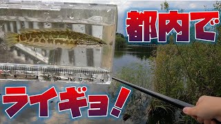 都内の公園でライギョを釣る！＆お魚キラーで大漁！