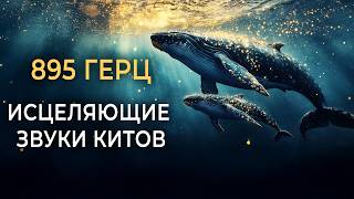 видео: 🐋 895гц Исцеляющее Пение Китов для Удаления Энергетических Блоков, Снятия Напряжения и Глубокого Сна картинка: 🐋 895гц Исцеляющее Пение Китов для Удаления Энергетических Блоков, Снятия Напряжения и Глубокого Сна