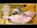 カワウソコタローとハナ 誕生日に鯛の舟盛りが出てきて喜ぶハナ Hana the Otter Happy First Birthday!