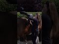 Saddle fitting for horse with big shoulders -What benefits does quilted stiching have?